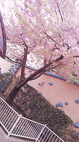 桜🌸の画像(ミニーの家に関連した画像)