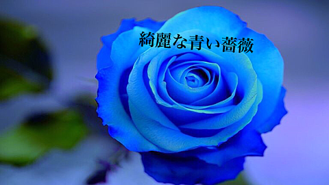 綺麗な青い薔薇 完全無料画像検索のプリ画像 Bygmo