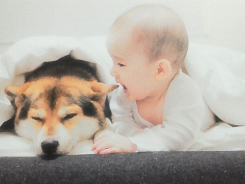 赤ちゃんと犬( ことばはいらない)の画像 プリ画像