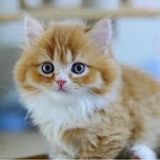 可愛い 子猫 マンチカンの画像3点 完全無料画像検索のプリ画像 Bygmo