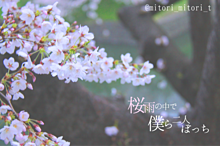 桜雨→保存はポチ＆コメの画像(桜雨に関連した画像)