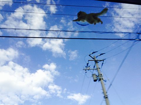 空飛ぶ猫の画像(プリ画像)
