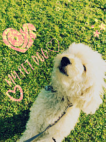 My dog♡の画像(Dogに関連した画像)