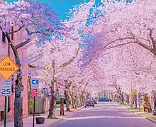ピンク綺麗韓国系の画像(麗韓国に関連した画像)