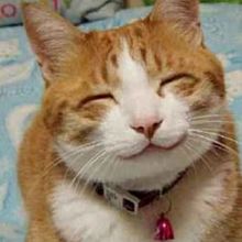 笑える 猫の画像28点 完全無料画像検索のプリ画像 Bygmo