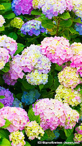 最新のhd紫陽花 壁紙 Iphone 最高の花の画像