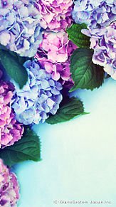 すべての花の画像 50 素晴らしい紫陽花 おしゃれ 壁紙