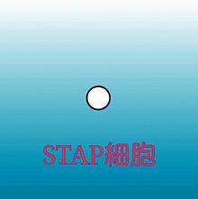 STAP細胞の画像(stap細胞に関連した画像)