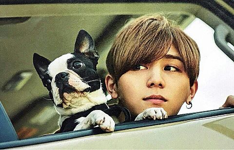 山田涼介と犬のツーショットの画像(プリ画像)