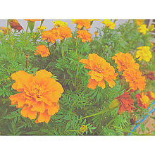 オレンジ 花 背景の画像137点 完全無料画像検索のプリ画像 Bygmo