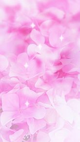 紫陽花💠  アジサイ  ピンクの画像(待受に関連した画像)