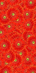 ガーベラ 花柄 花模様 総柄 パターンの画像(ガーベラに関連した画像)