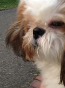 シーズー 可愛い 犬の画像4点 完全無料画像検索のプリ画像 Bygmo