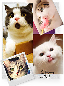 猫の壁紙シリーズ♡ プリ画像