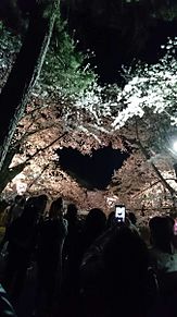 弘前公園 桜まつりにての画像(桜まつりに関連した画像)