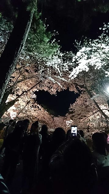 弘前公園 桜まつりにての画像 プリ画像