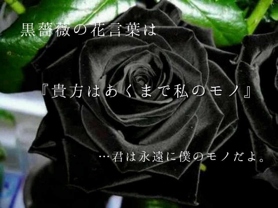 黒薔薇の花言葉 完全無料画像検索のプリ画像 Bygmo