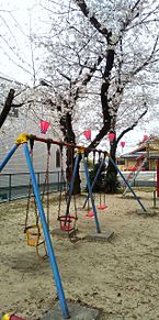 常石神社の桜の画像(石神に関連した画像)