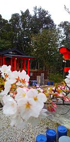 大善院の桜の画像(神社 寺に関連した画像)