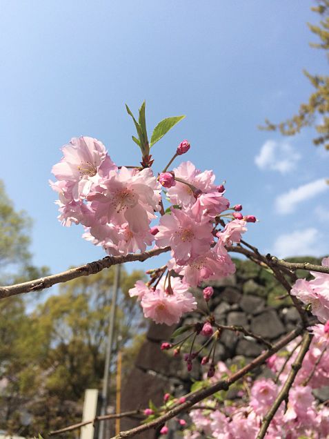 春 桜の画像(プリ画像)