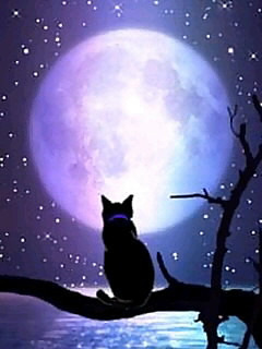 月 黒猫の画像224点 5ページ目 完全無料画像検索のプリ画像 Bygmo
