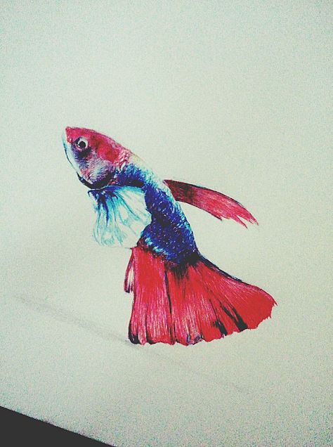 選択した画像 リアル 魚 イラスト かっこいい 2300 リアル かっこいい 魚 イラスト Josspicturentj1m
