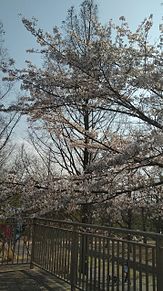 埼スタの周りの桜 プリ画像