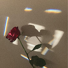 ” roseの画像(韓国かんこくに関連した画像)