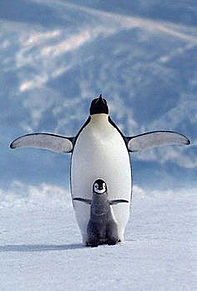 ペンギン 赤ちゃんの画像37点 2ページ目 完全無料画像検索のプリ画像 Bygmo