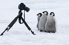 かわいい ペンギン 赤ちゃんの画像22点 完全無料画像検索のプリ画像 Bygmo