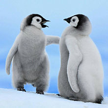 ペンギン 赤ちゃんの画像37点 完全無料画像検索のプリ画像 Bygmo