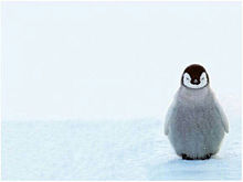 赤ちゃん ペンギンの画像37点 完全無料画像検索のプリ画像 Bygmo