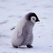 ペンギン 赤ちゃんの画像37点 完全無料画像検索のプリ画像 Bygmo