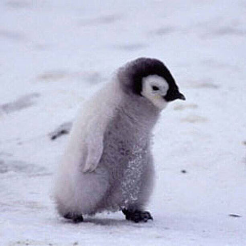 ペンギン かわいい 赤ちゃんの画像22点 完全無料画像検索のプリ画像 Bygmo