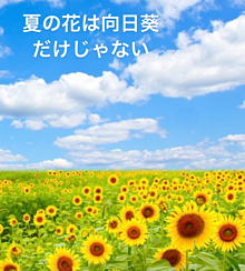 夏の花は向日葵だけじゃないの画像(夏の花は向日葵だけじゃないに関連した画像)