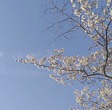 トプ画 春 桜の画像0点 完全無料画像検索のプリ画像 Bygmo
