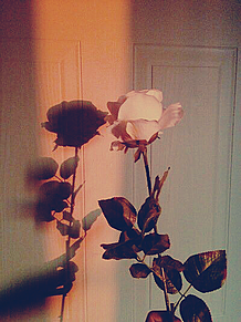 #Flowers#Rose#Pink プリ画像