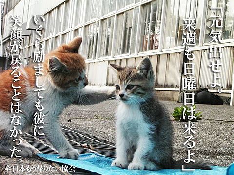 全日本もう帰りたい協会 猫の画像9点 完全無料画像検索のプリ画像 Bygmo
