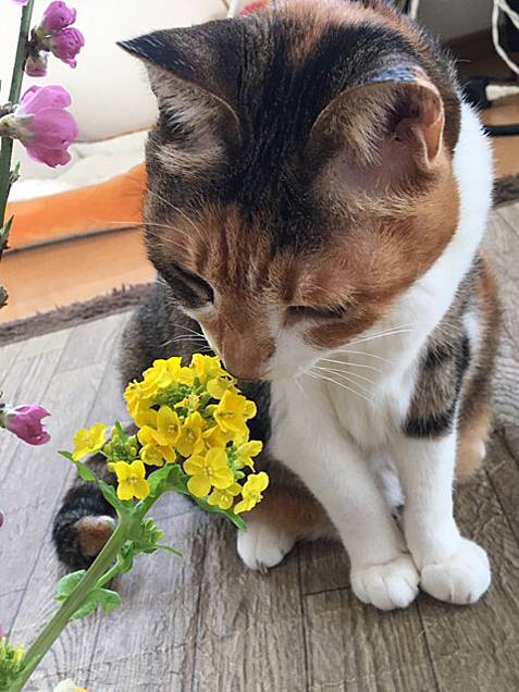 菜の花と猫 完全無料画像検索のプリ画像 Bygmo