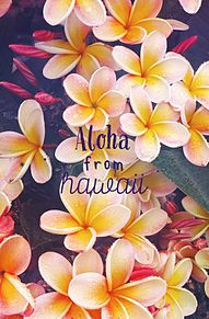 新鮮な壁紙 ハワイ フラ 最高の花の画像