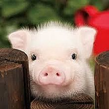 動物 豚の画像75点 完全無料画像検索のプリ画像 Bygmo