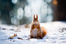 かわいい 冬 動物 壁紙の画像18点 完全無料画像検索のプリ画像 Bygmo