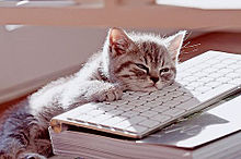 眠い 猫の画像61点 完全無料画像検索のプリ画像 Bygmo