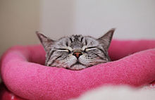 眠い 猫の画像61点 完全無料画像検索のプリ画像 Bygmo