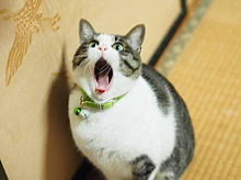 壁紙 猫 癒しの画像点 完全無料画像検索のプリ画像 Bygmo