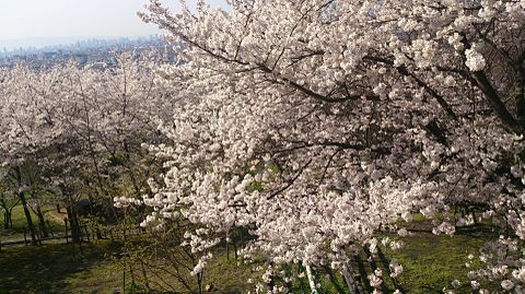 桜の木々の画像 プリ画像