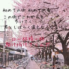 桜color プリ画像