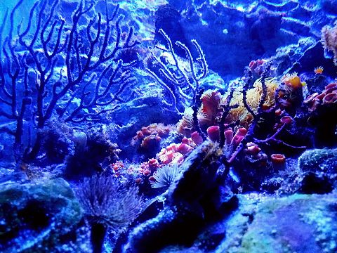 の中 サンゴ 海の画像6点｜完全無料画像検索のプリ画像💓byGMO