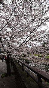 熊本城にて〜桜〜の画像(熊本に関連した画像)
