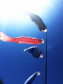 かわいい 鯉のぼりの画像11点 完全無料画像検索のプリ画像 Bygmo